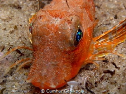 Chelidonichthys cuculus
RED GURNARD (For your eyes only) by Cumhur Gedikoglu 